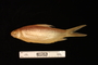 photo of Barbus lithopidos FMNH 2316 left lateral view 1 of 2 specimens